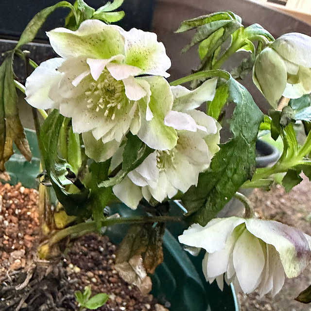 buchiさんの実例写真