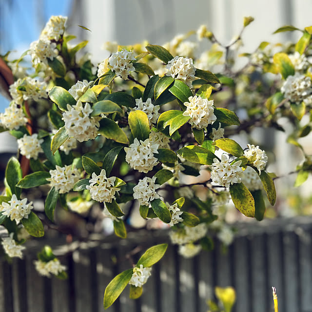 沈丁花 白 90センチ※ 硬 沈丁花 白 90センチ※ 硬