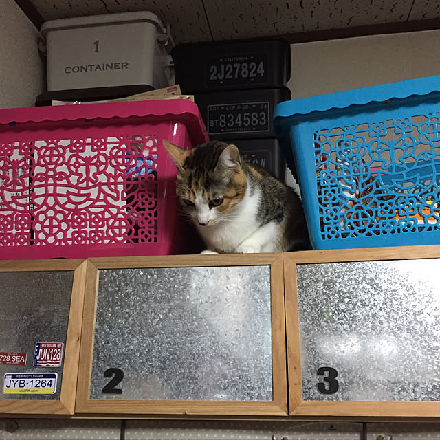 vivienne.coco-keiさんの実例写真