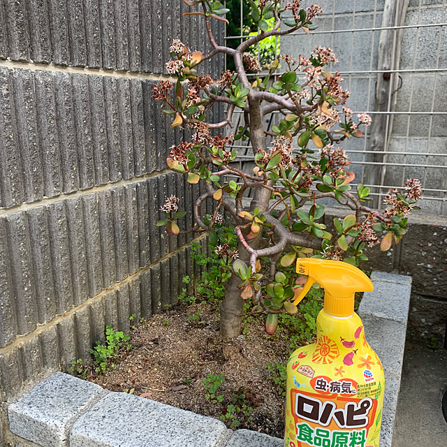Momooさんの実例写真