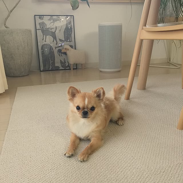 haruhinaさんの実例写真