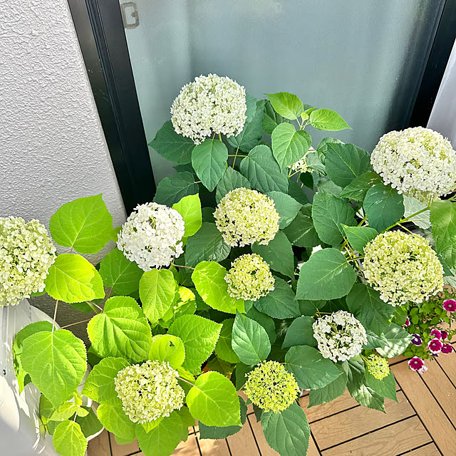 miyumiyuさんの実例写真