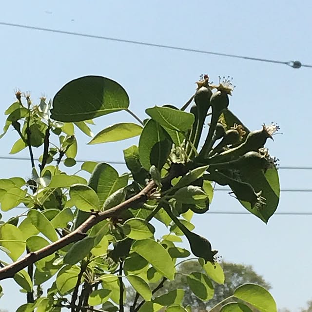 momoさんの実例写真