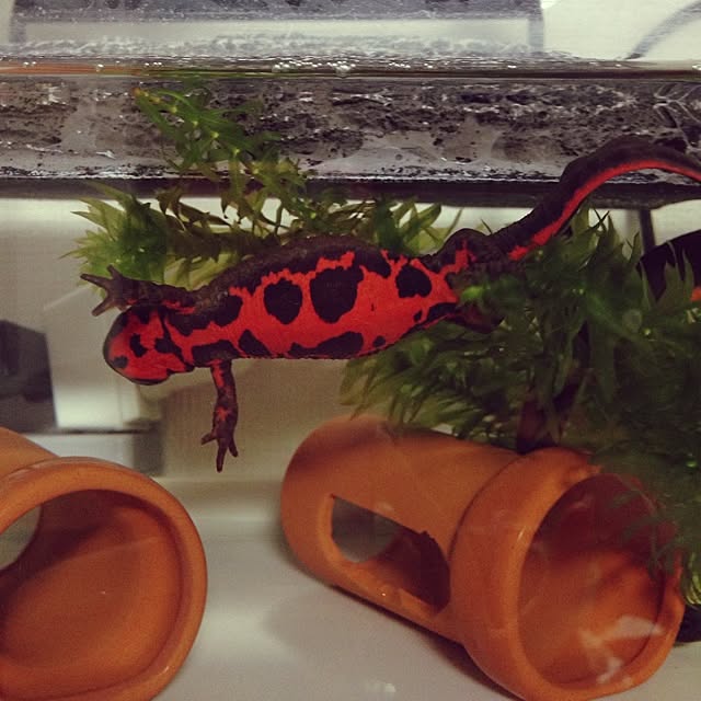ALPSさんの実例写真