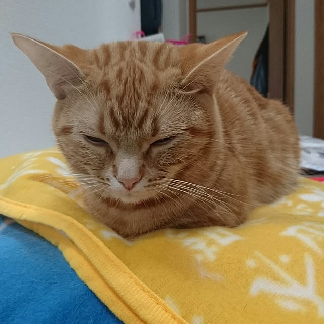 shinobuさんの実例写真