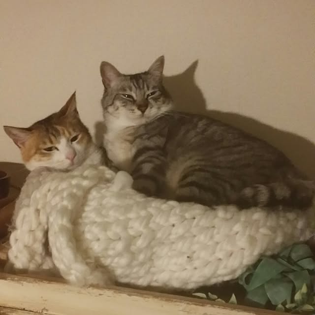 annさんの実例写真