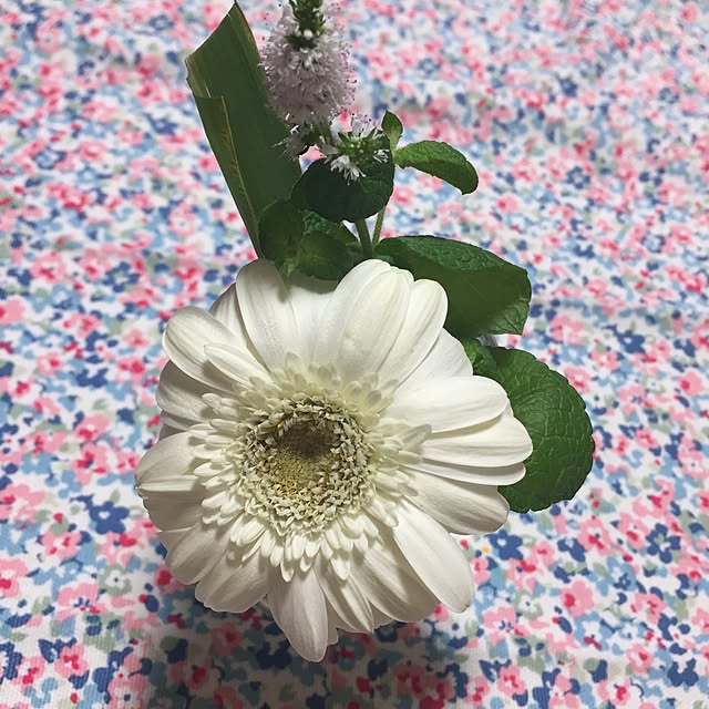 chiachiさんの実例写真
