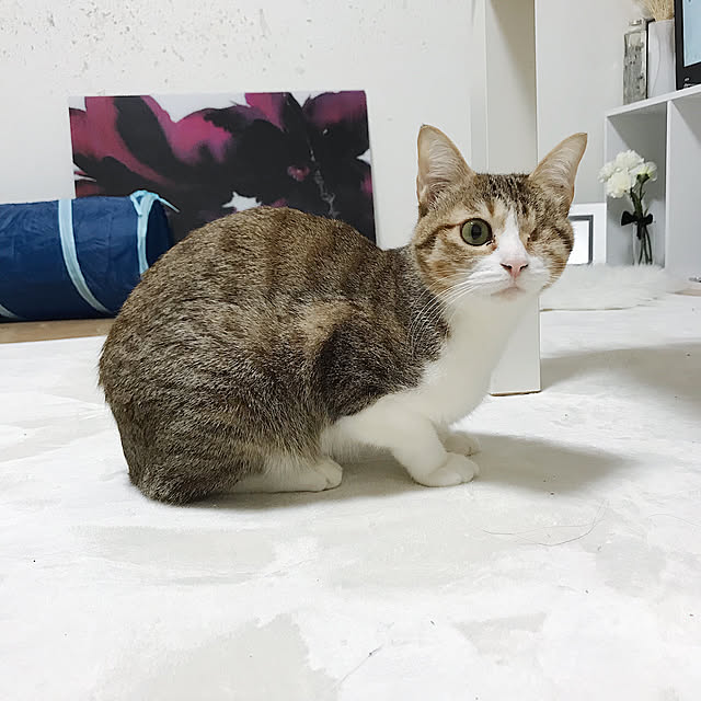 chiroさんの実例写真