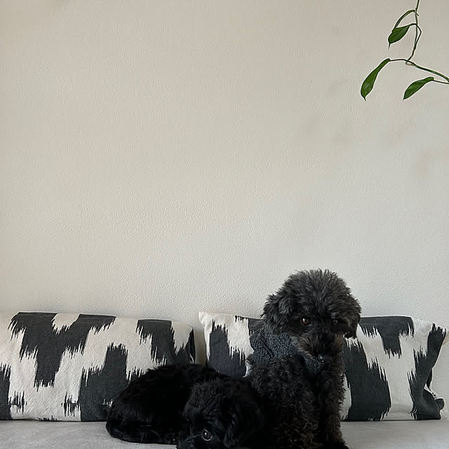 hira_muji_mihiさんの部屋