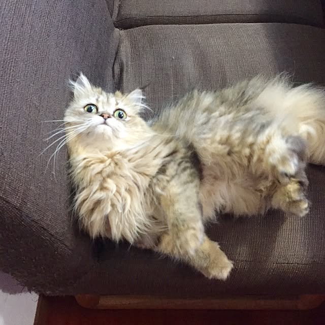butachanさんの実例写真