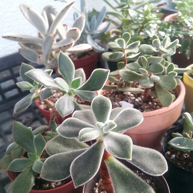 VERANDARJUNさんの実例写真