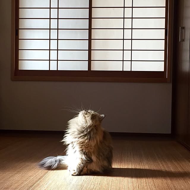 butachanさんの実例写真
