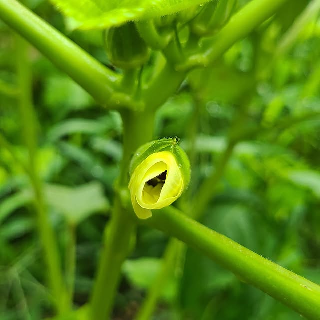 Rubiconさんの部屋