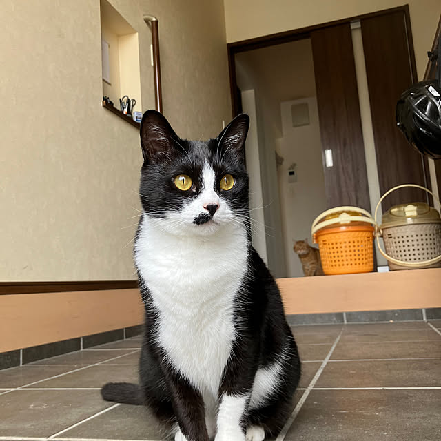 nekoさんの実例写真