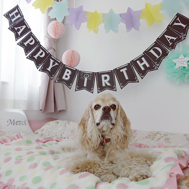 ベッド周り/犬と暮らす/アメリカンコッカースパニエル/誕生日/飾り付け...などのインテリア実例 - 2018-04-06 14:02:18