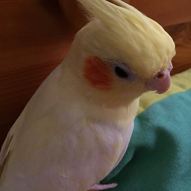 kurochanさんの実例写真