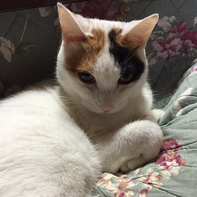 yocchiさんの実例写真