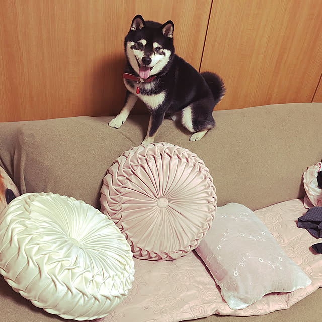 fumie.maruさんの実例写真