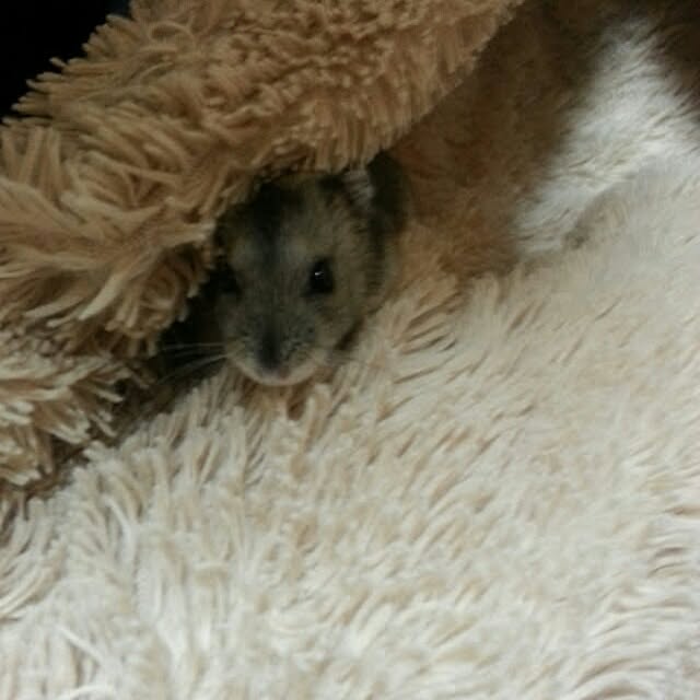 masukeさんの実例写真
