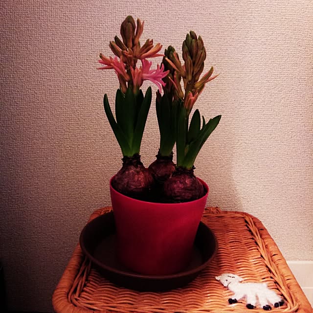 dotlaceさんの実例写真