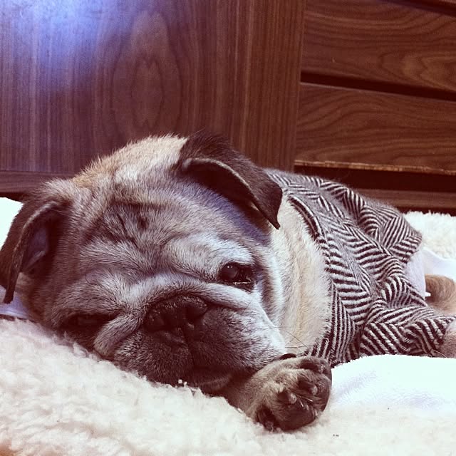 pug.fukuさんの実例写真