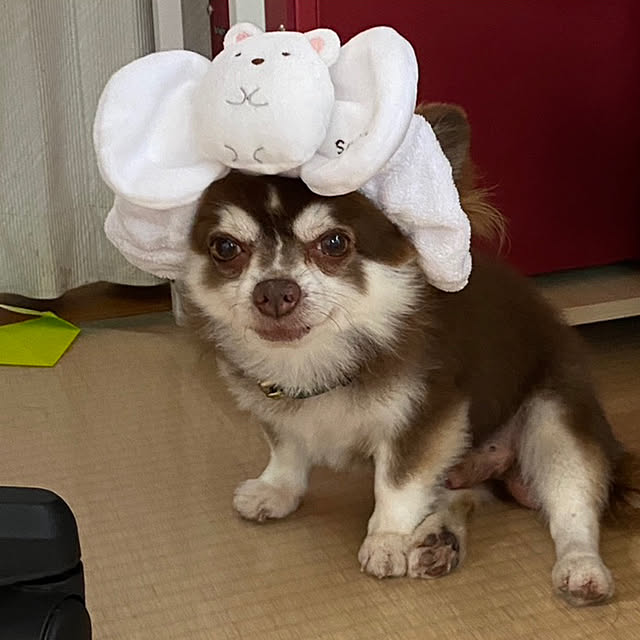 chIoeさんの部屋