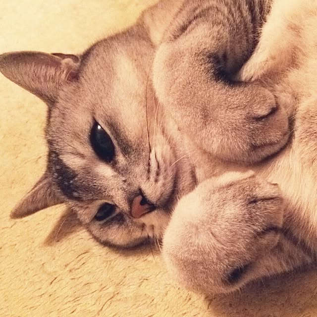 tamacharouさんの実例写真