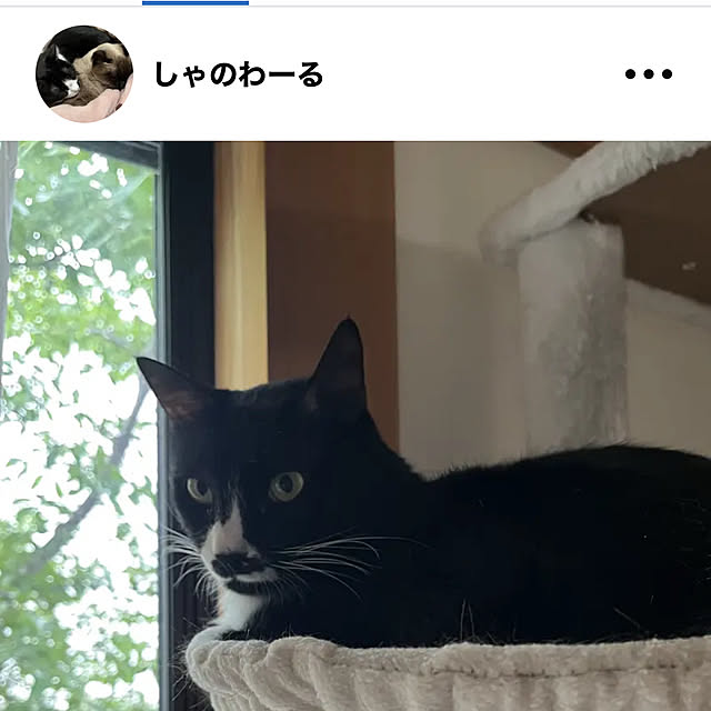 chatnoirさんの実例写真