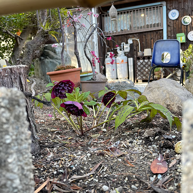 shin0719さんの実例写真