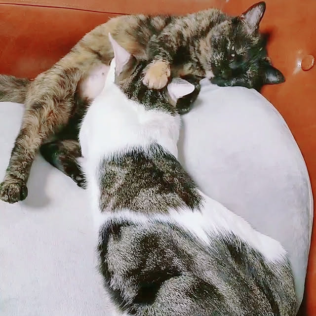 kirakirahikaruさんの実例写真