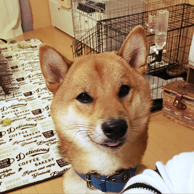 pillowsさんの実例写真