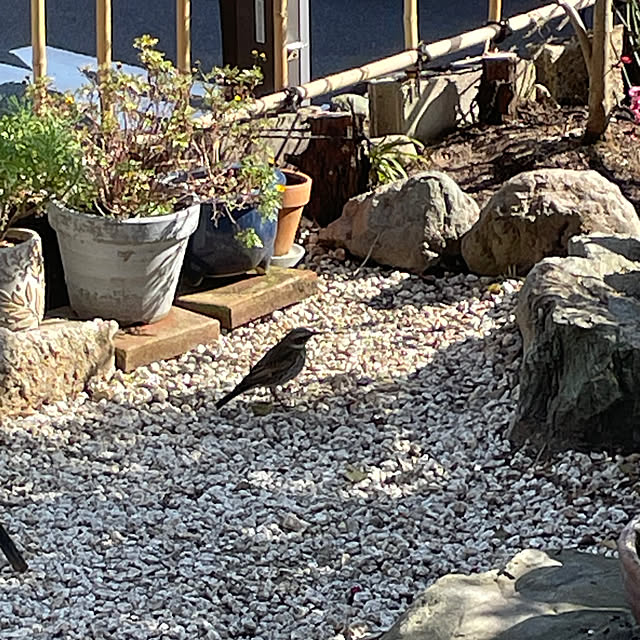 shin0719さんの実例写真