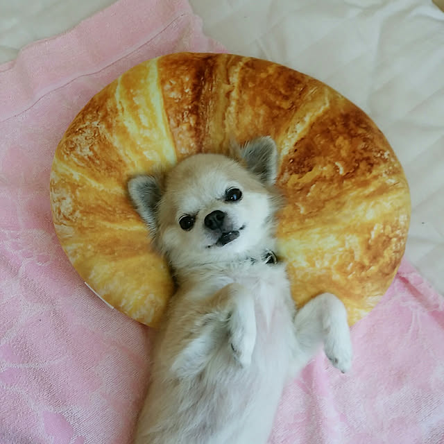 sasukeさんの実例写真