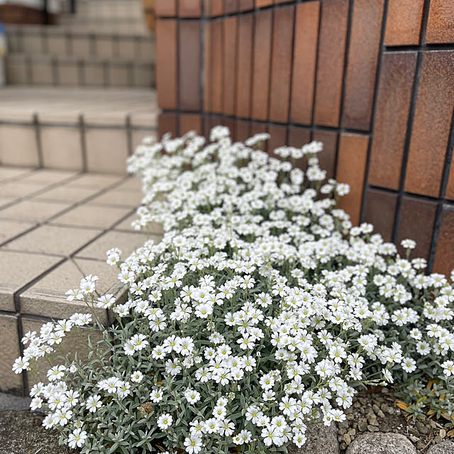 chikaさんの部屋