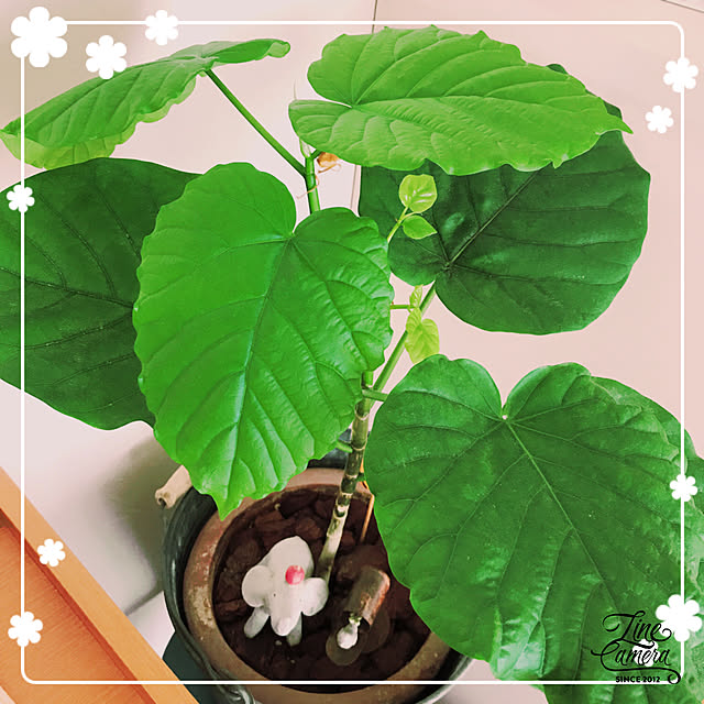 makkoさんの実例写真