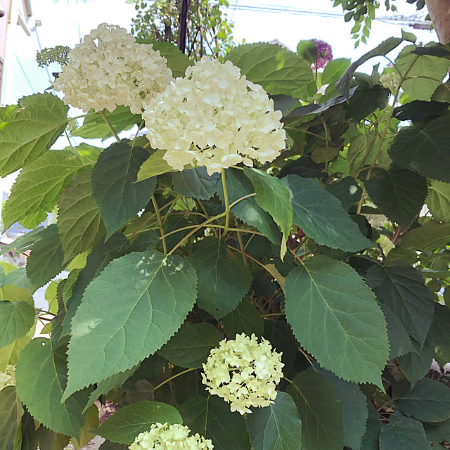 cocoaさんの実例写真