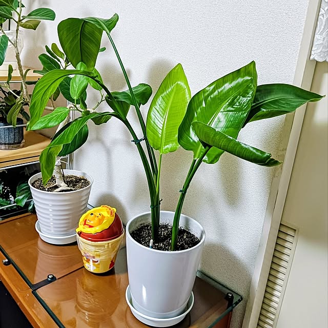 hanachanさんの部屋