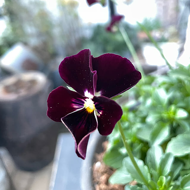 shiropenguinさんの実例写真