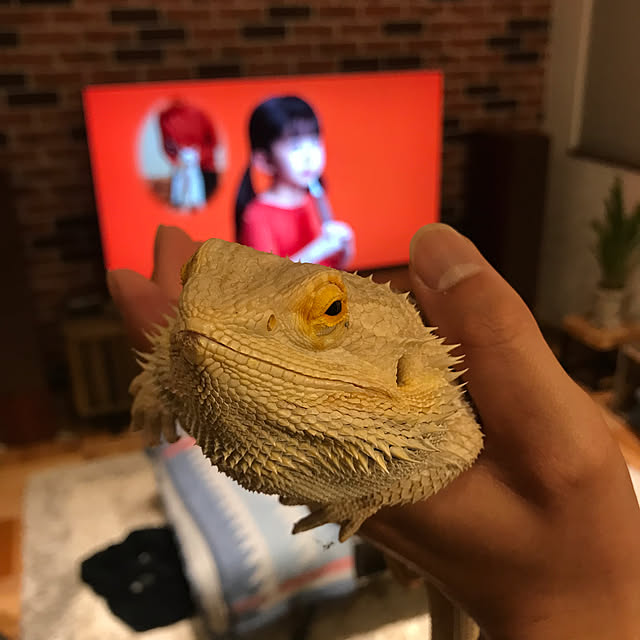 japitonさんの部屋