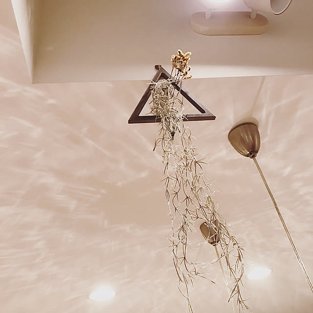DIY/セリア/観葉植物/壁/天井のインテリア実例 - 2019-12-13 23:20:00