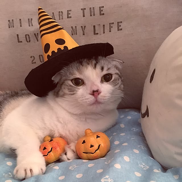 yokkochanさんの実例写真