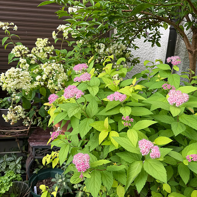 mamizaさんの部屋
