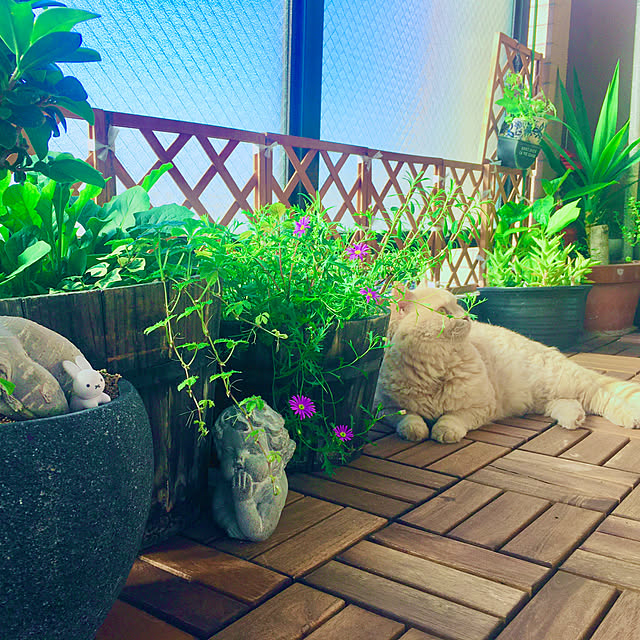 naokoさんの実例写真