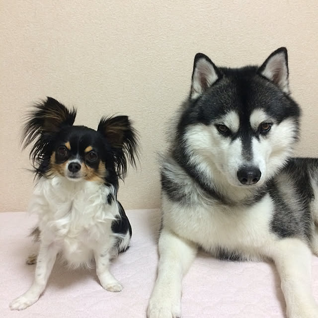 MJさんの実例写真