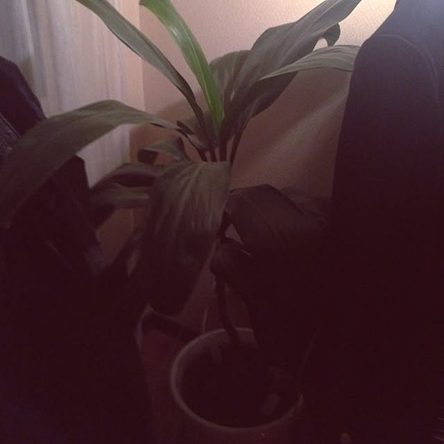 shoさんの実例写真