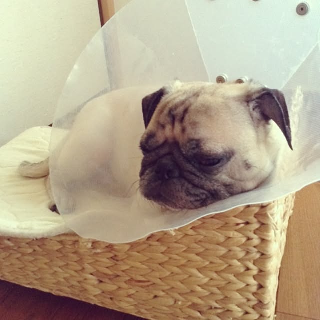 pugroomさんの実例写真