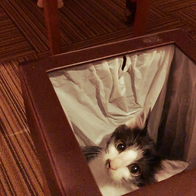 bibiさんの実例写真