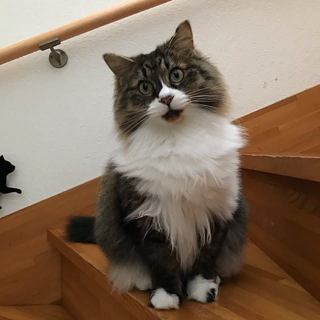 実例写真