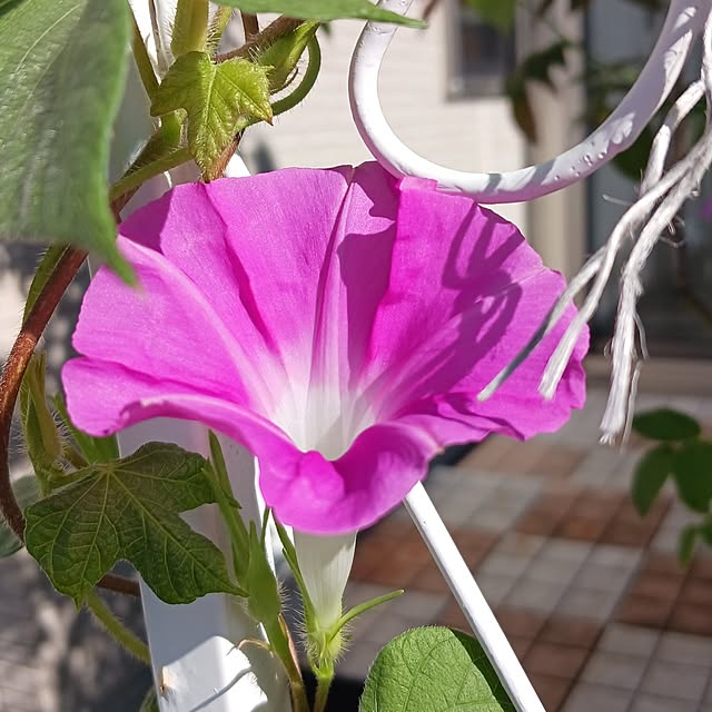 aiさんの実例写真