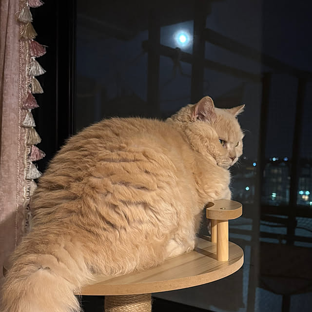 naokoさんの実例写真